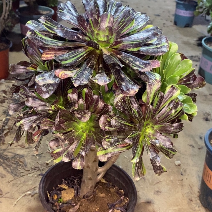 水墨丹青多肉植物6。