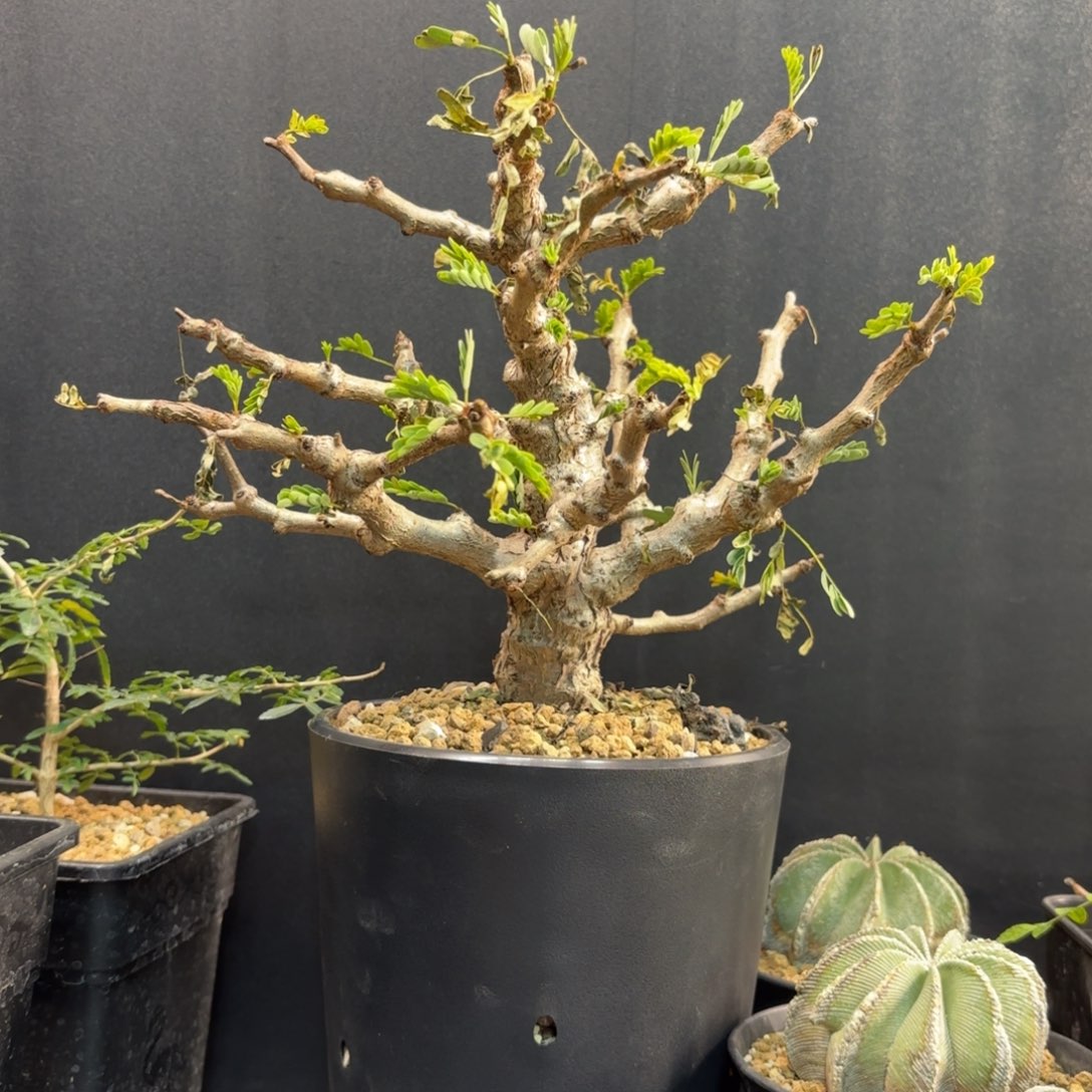 木沙漠苏木带盆发货