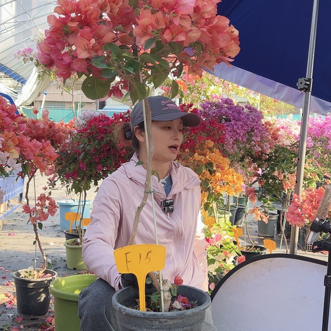 保***姨大部分花苞少量开放F15日落