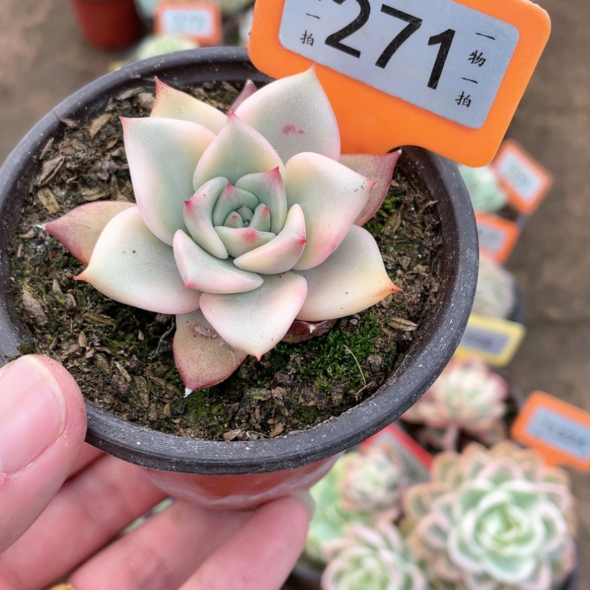 【闪购商品】271号