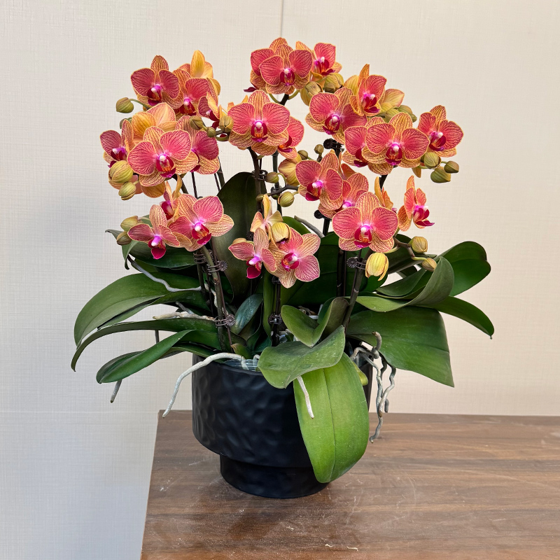 【金元宝】欧洲鲜花蝴蝶兰 橙红色系 喜庆贵气 家居室内趣味花卉