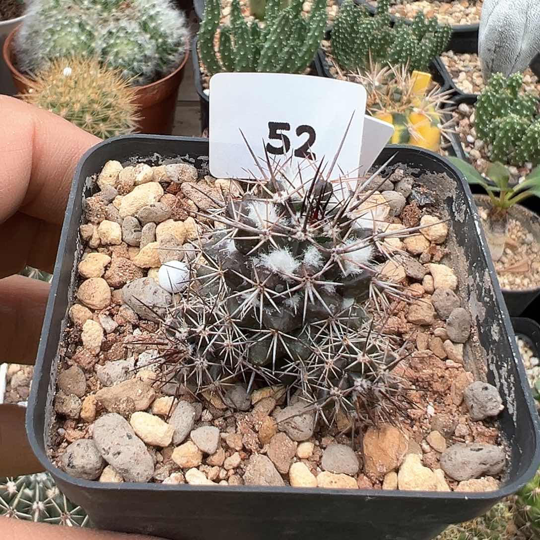 紫英，仙人球，实生，，，，