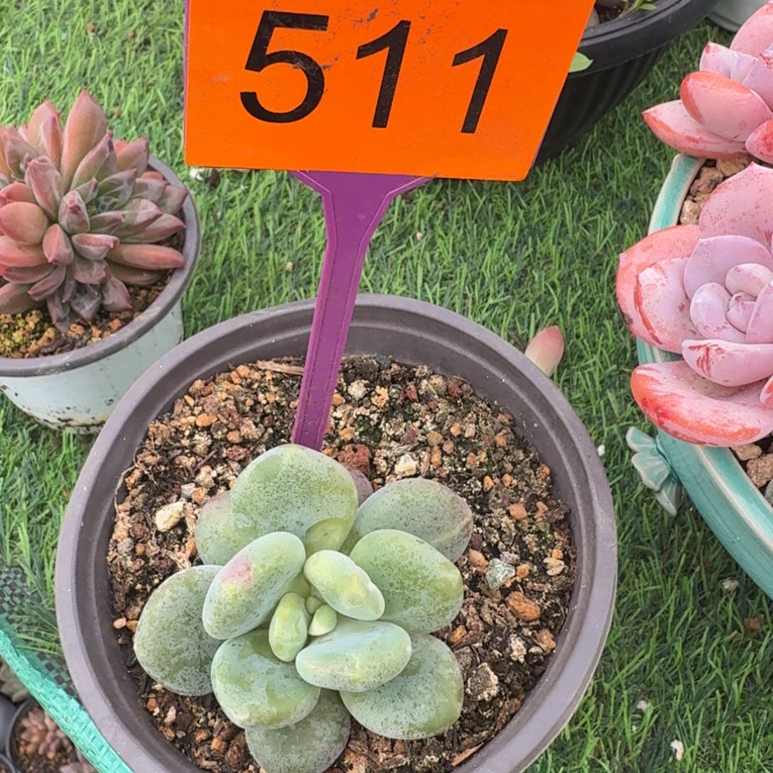 多肉植物漂亮单头511