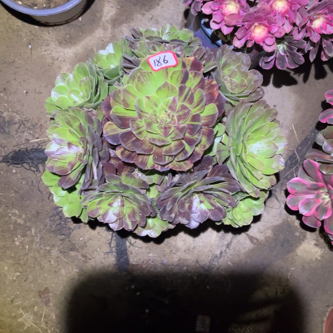 186多肉植物花月夜