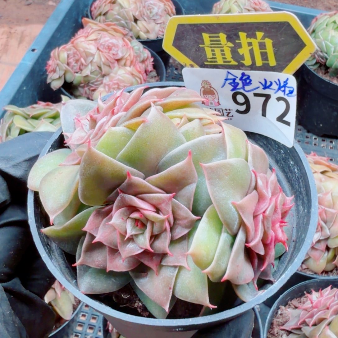 多肉植物多肉植物