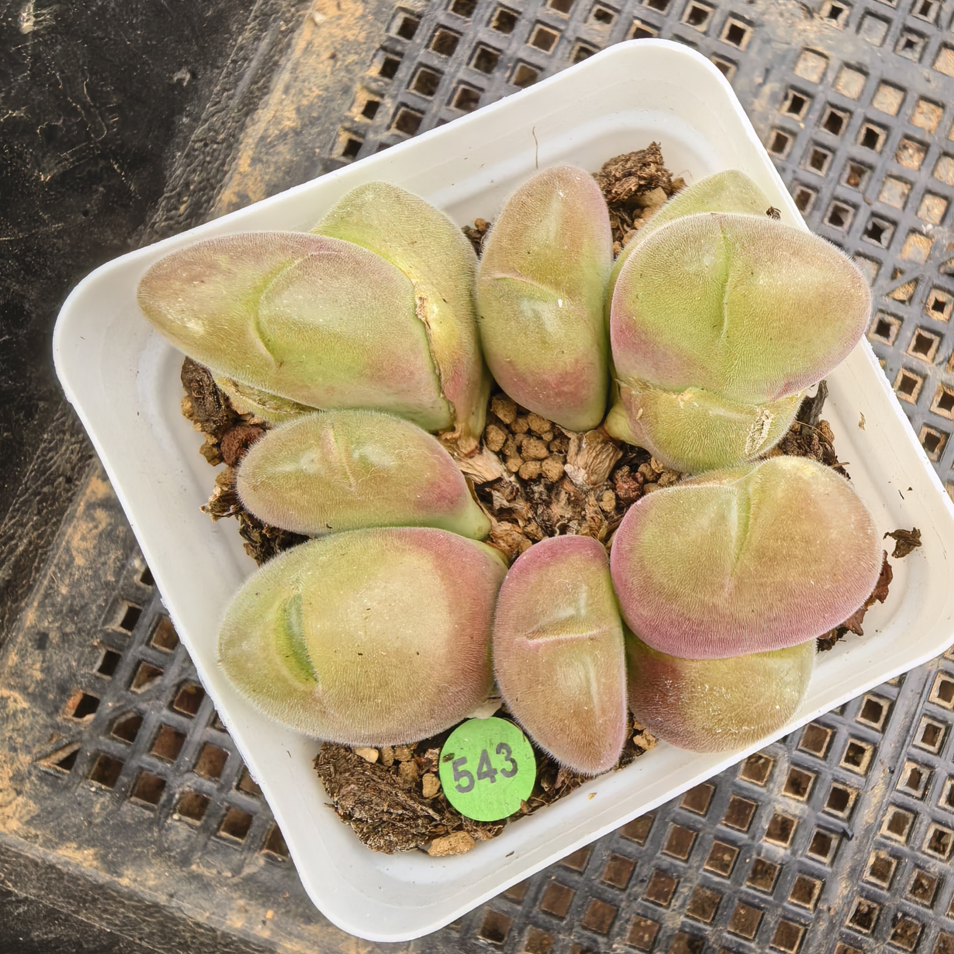 毛翠滴7头（7方盆）多肉植物543