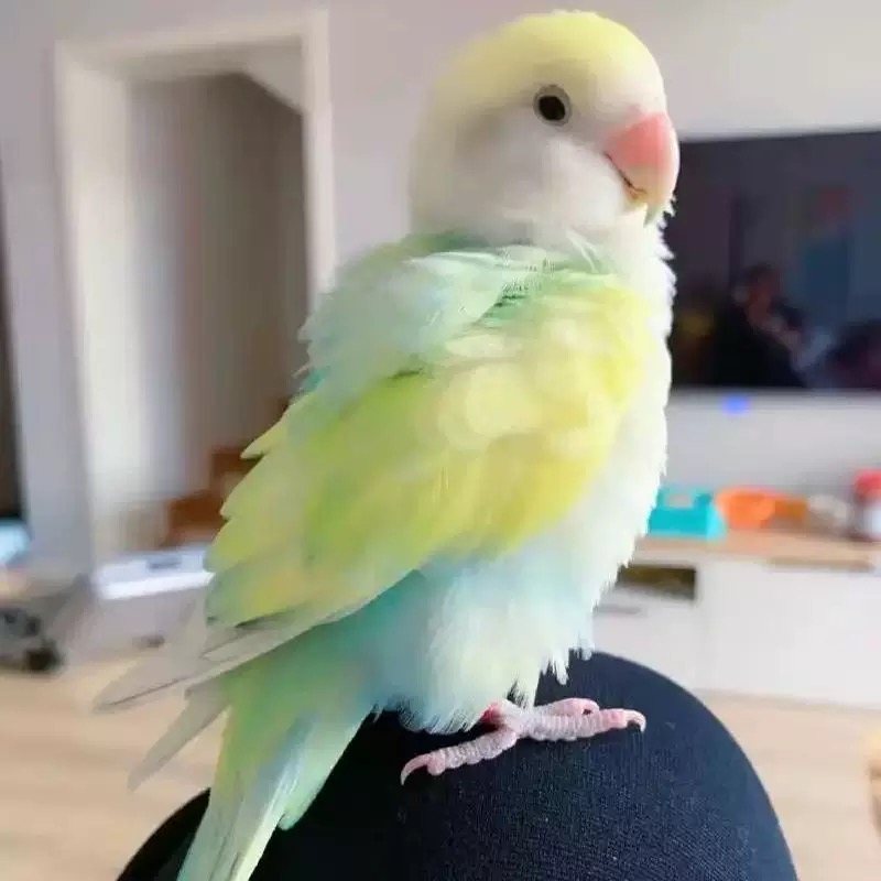 牡丹雏鸟手养牡丹鹦鹉一物一拍，私拍不发1