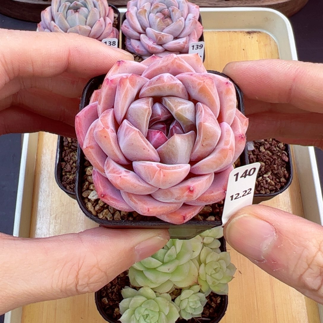 好好看140、哈哈哈哈