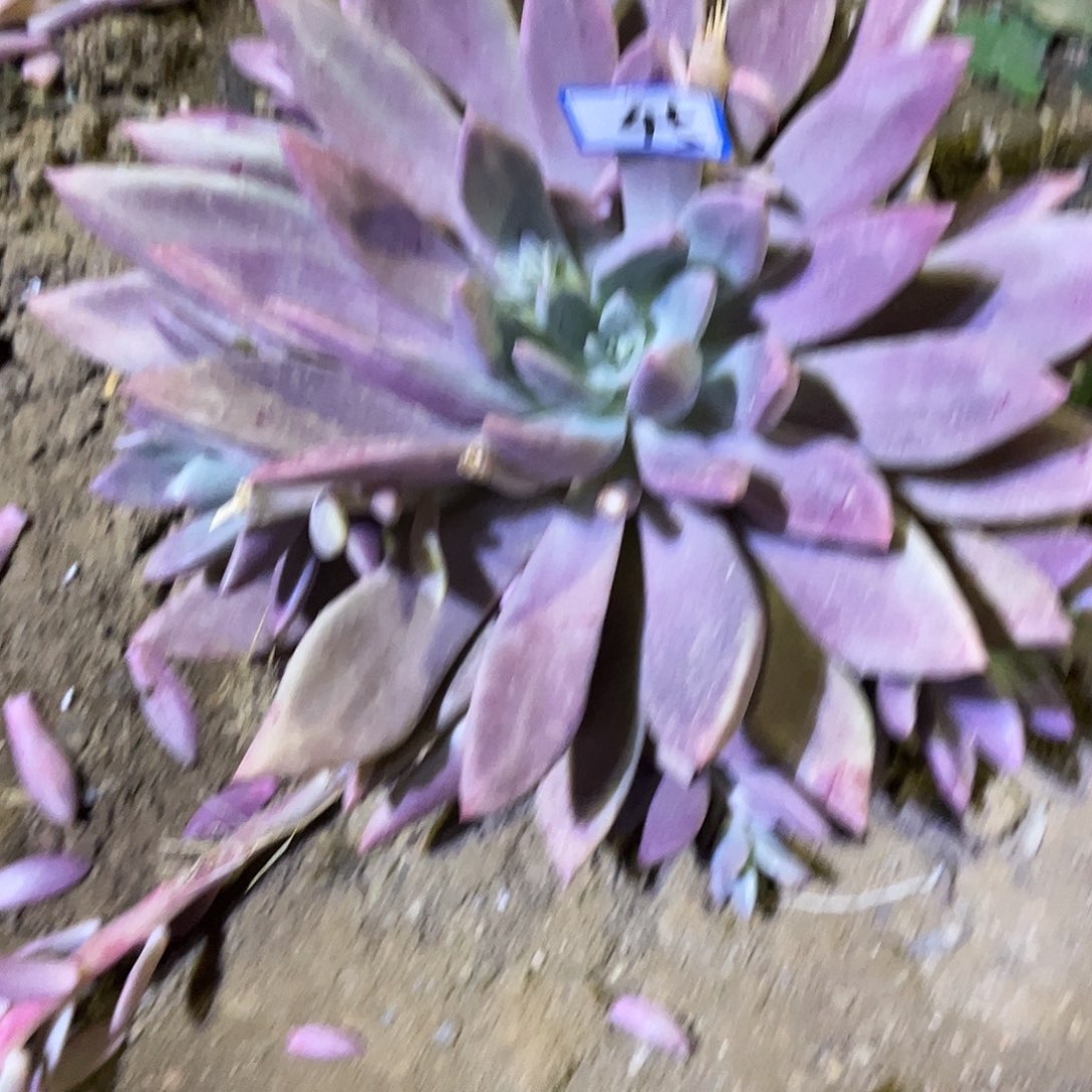 莎***莎45号桃花园一物一拍