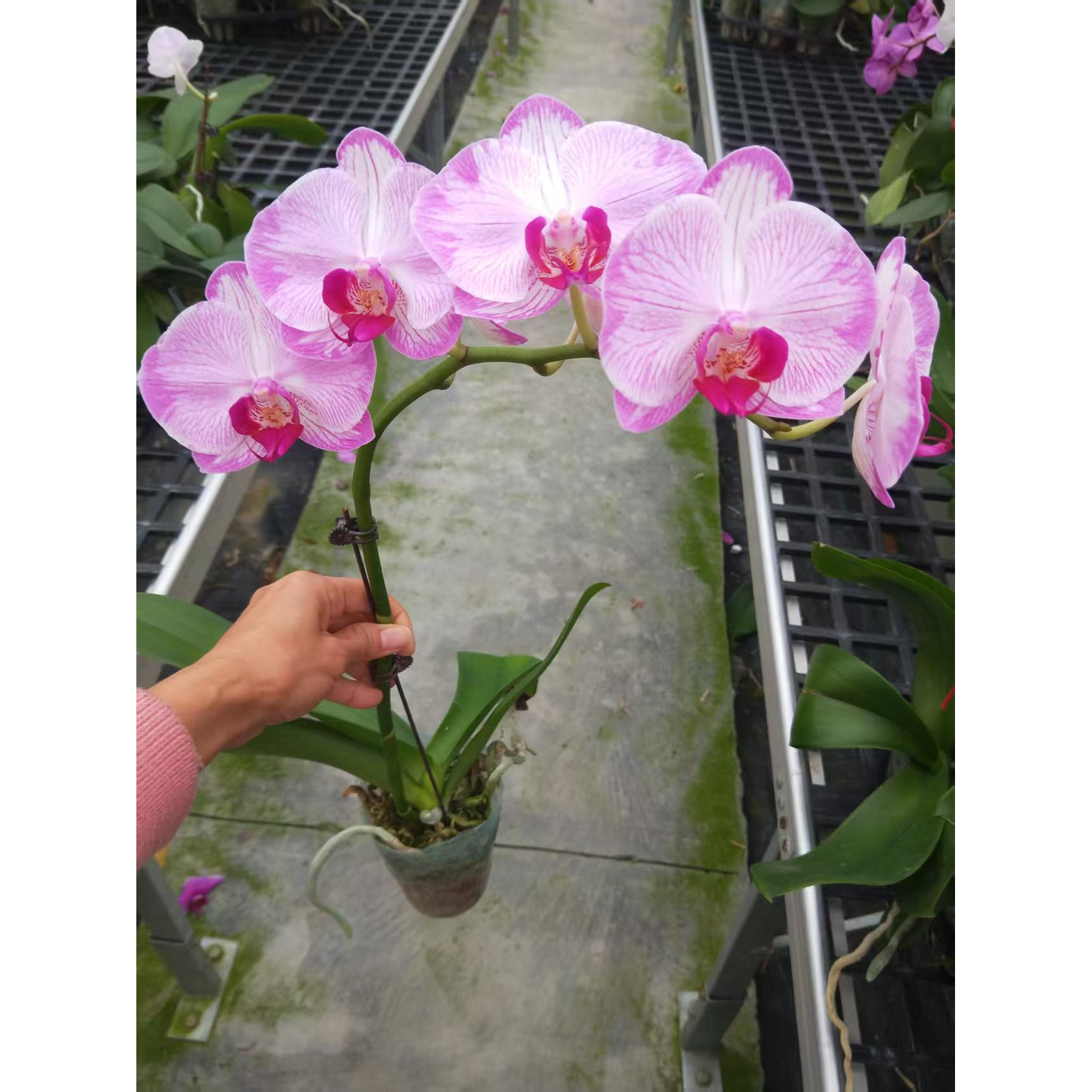 【水蜜桃】浓香大花蝴蝶兰大苗带双花剑四季开花花期长室内绿植盆栽