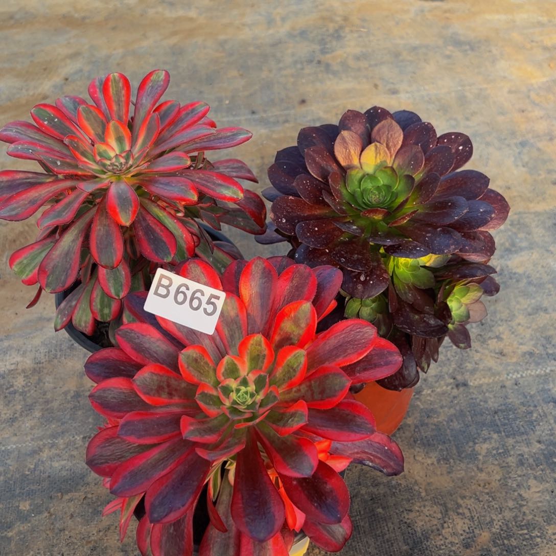 法师多肉组合665