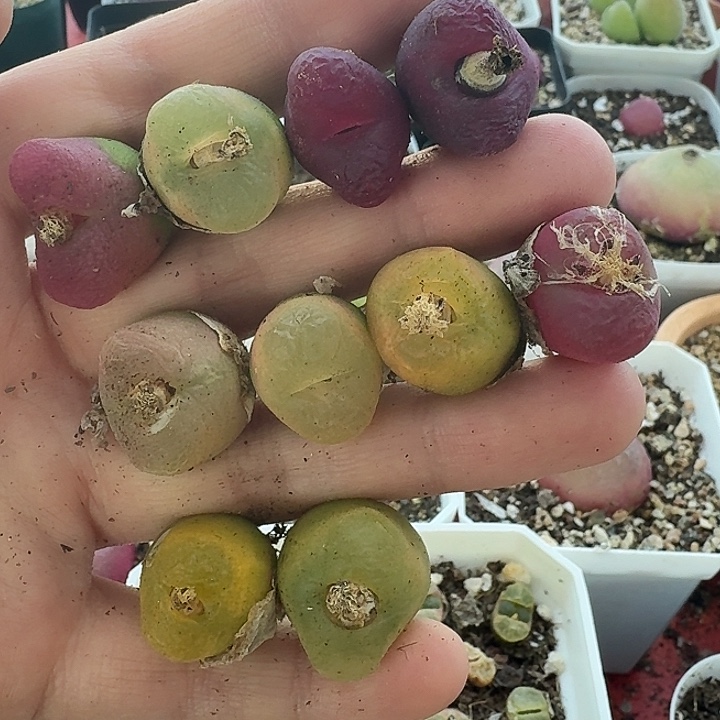 老马生石花毛2508