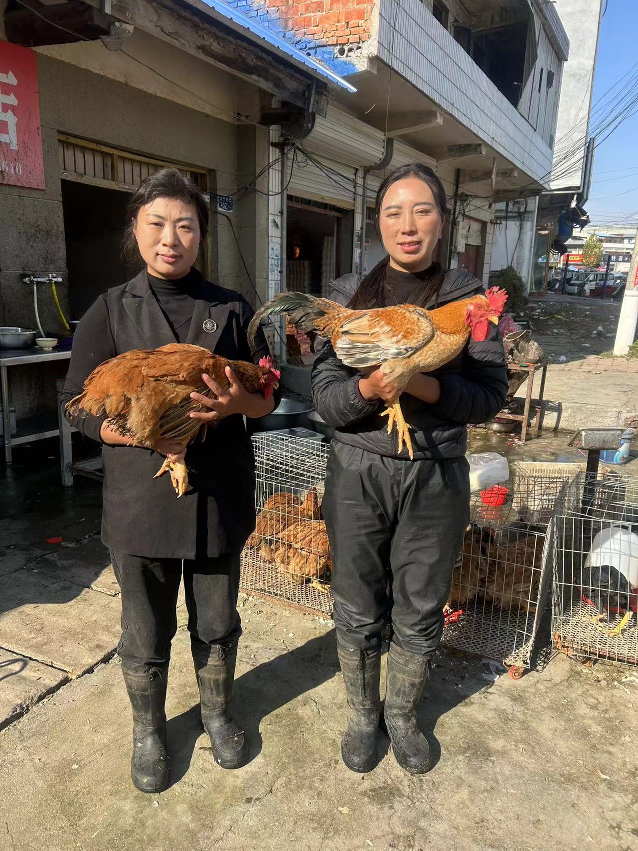 生态散养老公鸡家养