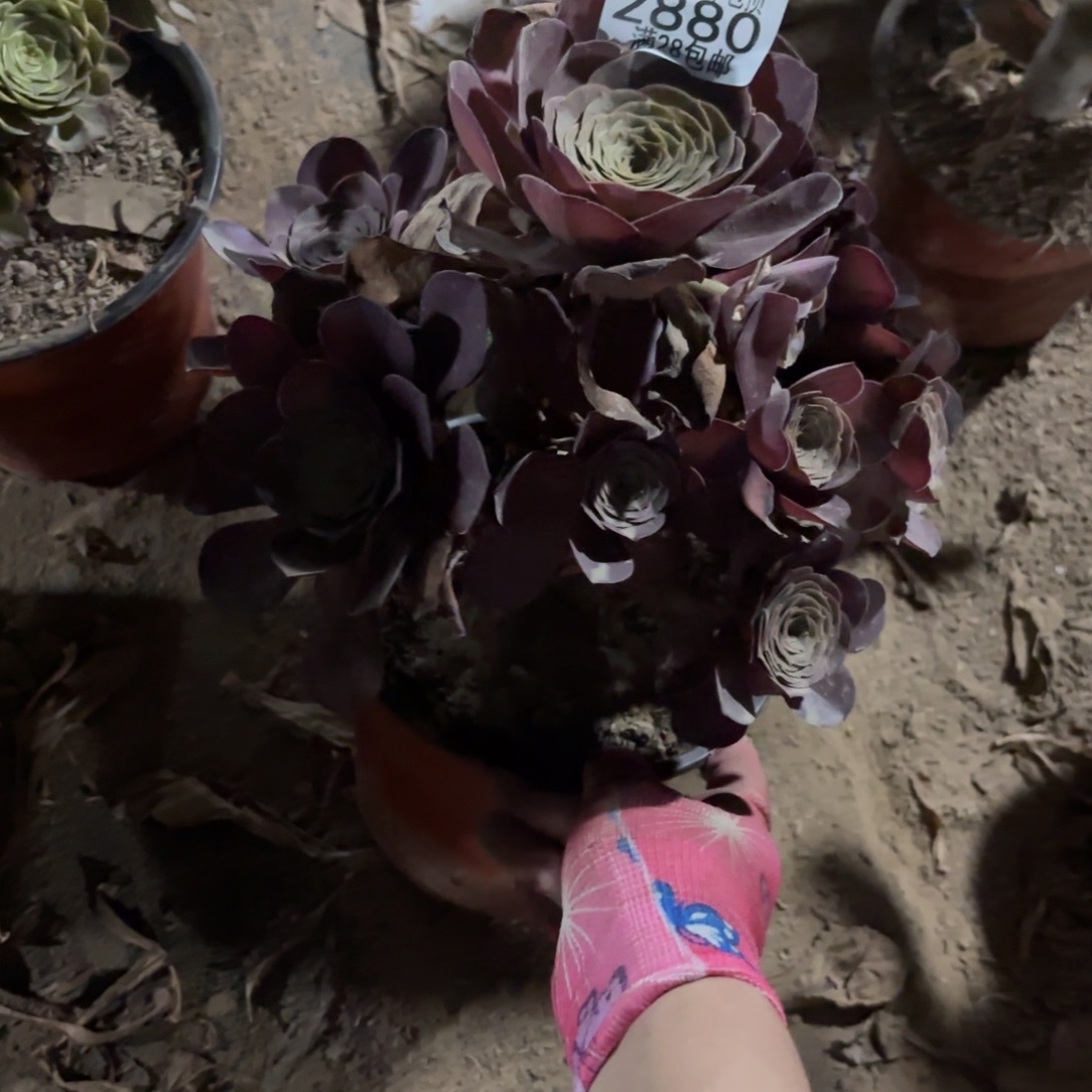 X. 2880美丽玫瑰多肉122