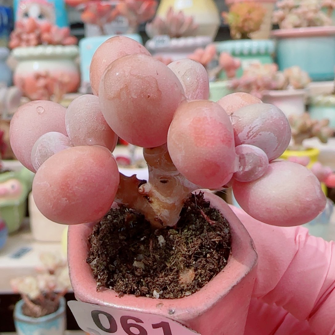 小蛋黄奶 盆口3cm