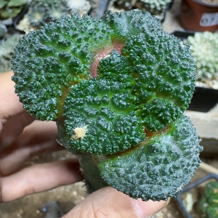 福利苗接大尤哥斯拉076