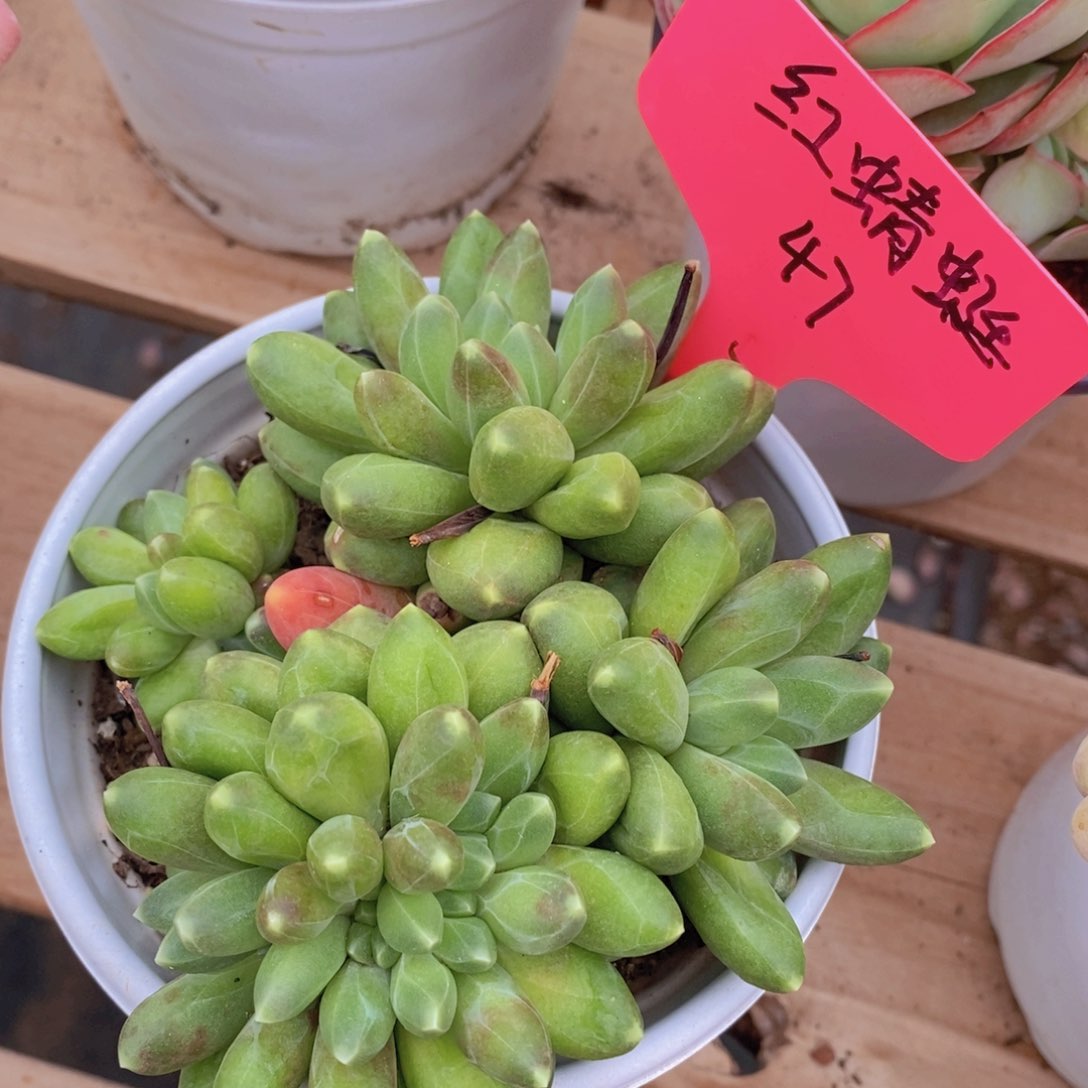 开心多肉，一物一拍，3单包邮