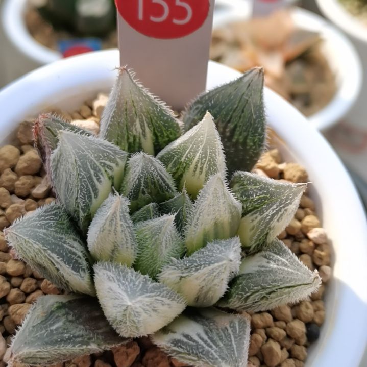 155号糊斑毛玉露锦一物一拍带盆土发货