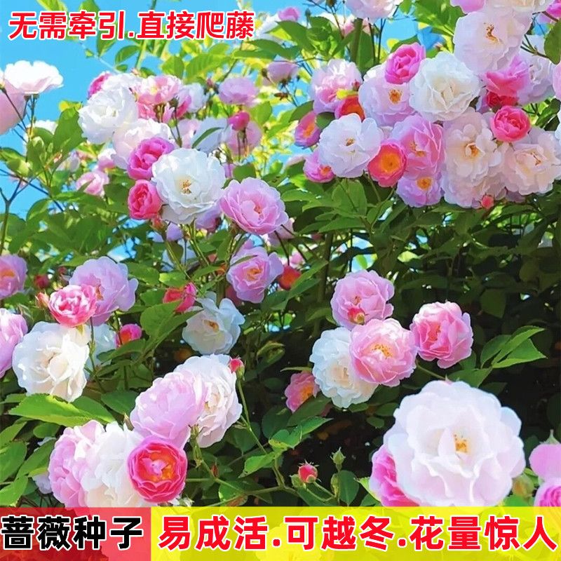 爬藤蔷薇花种子浓香大花重瓣爬墙庭院花种籽四季开花耐寒易成活