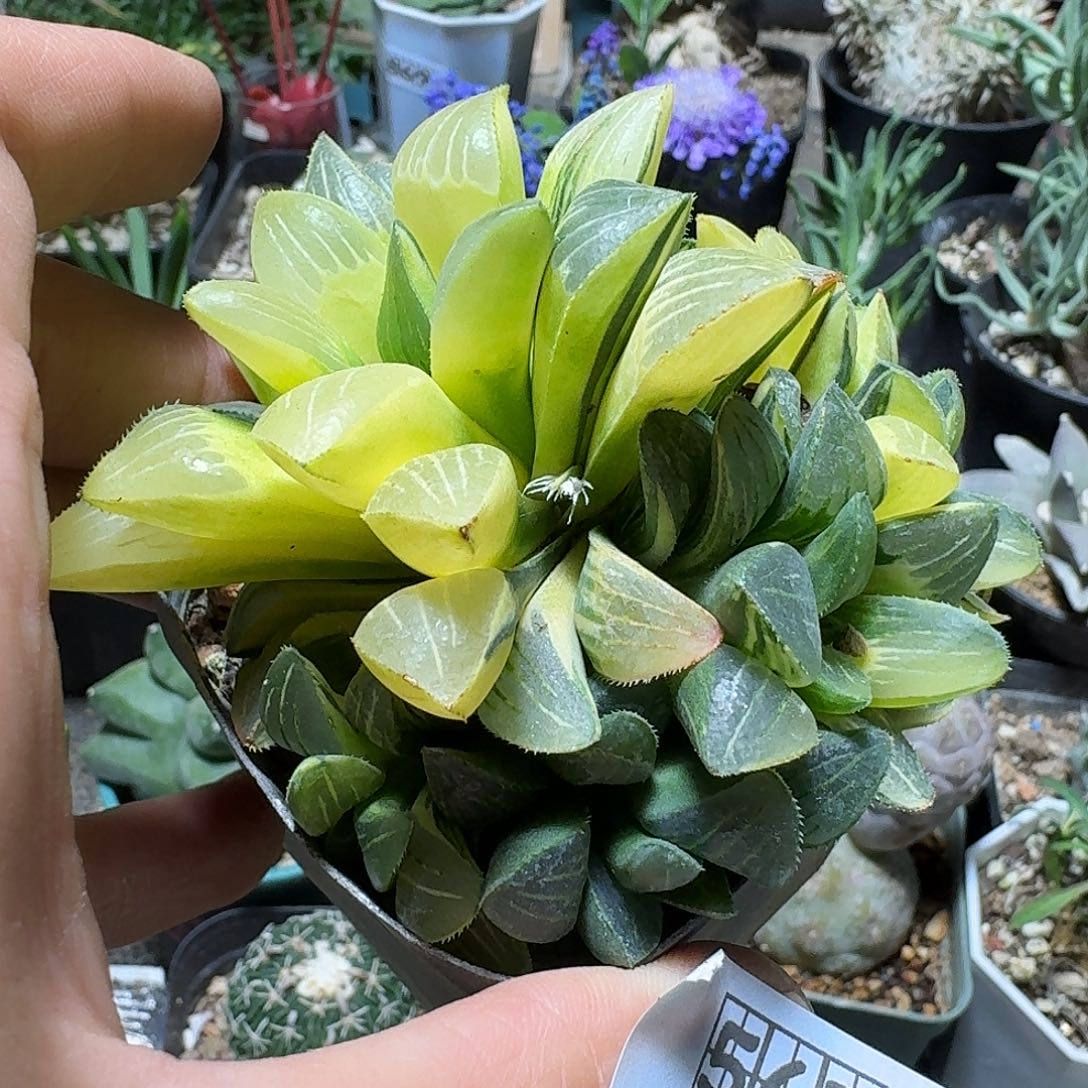 567姬寿锦带盆发货