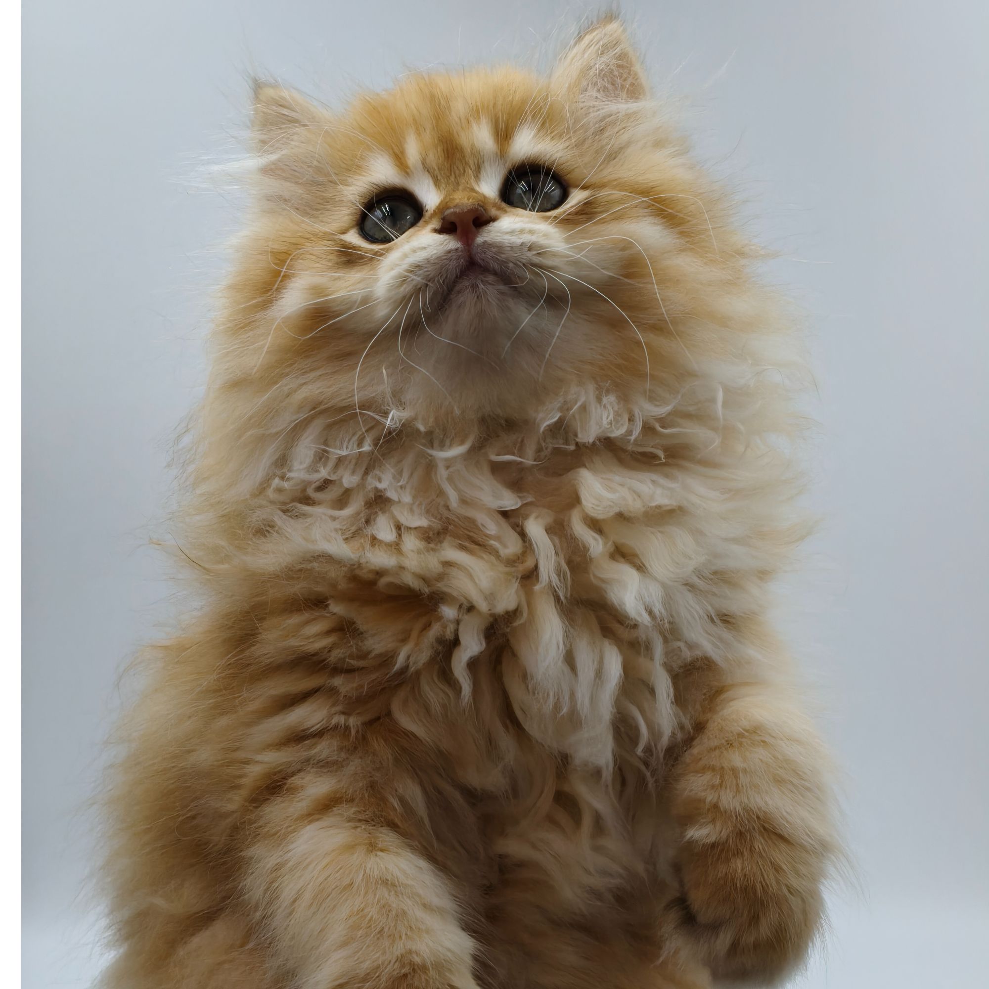 【流口水】活体12色英短金渐层幼猫--呼呼