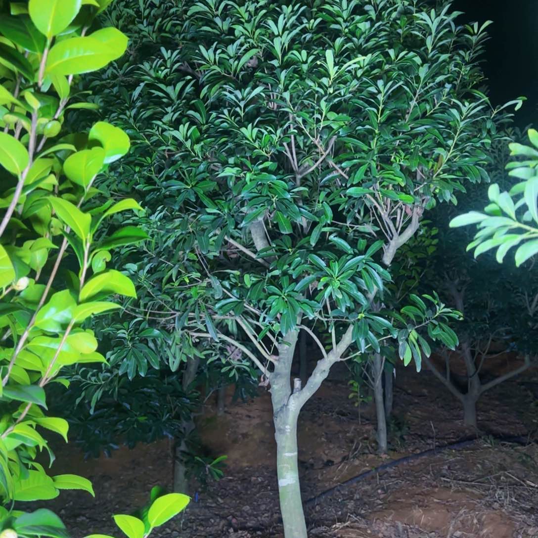 杨梅树一物一拍一颗高杆