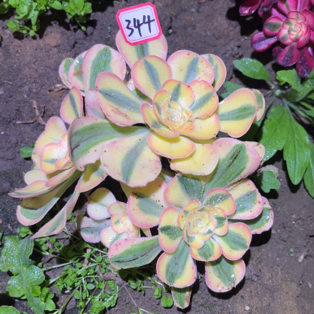 344多肉植物王妃砍过群老桩