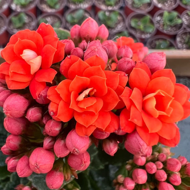 长寿花～【赛欧】130盆(拍够两单发货)
