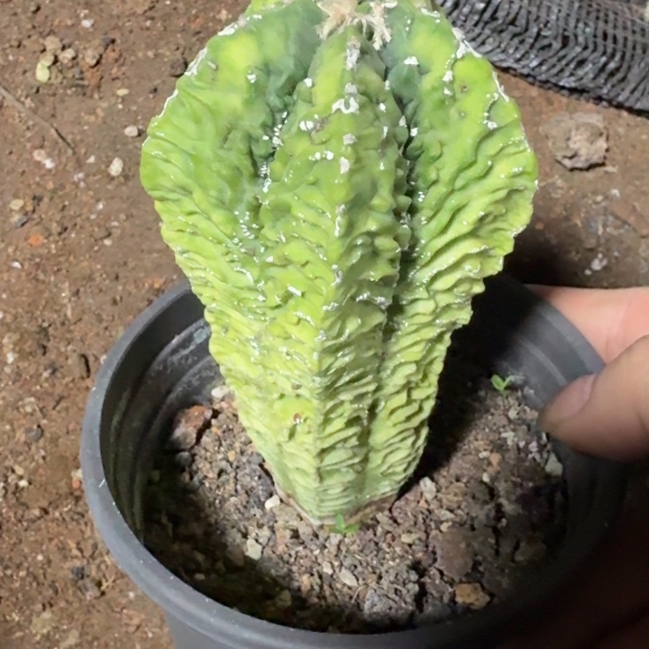 当前无花栽培后可以开花实生柱状黄体核桃