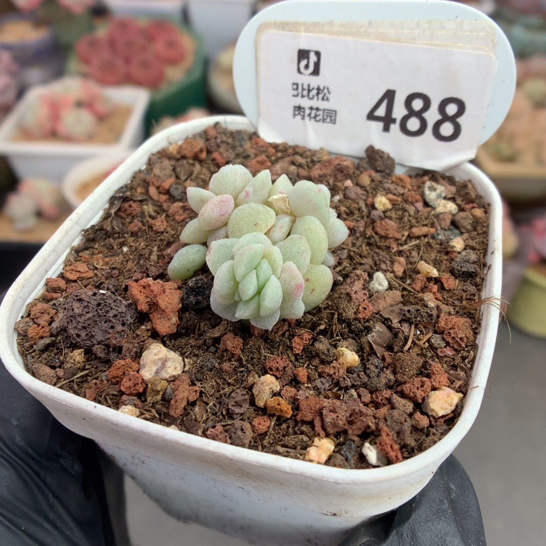 488 冰玉石化潜力股小缀