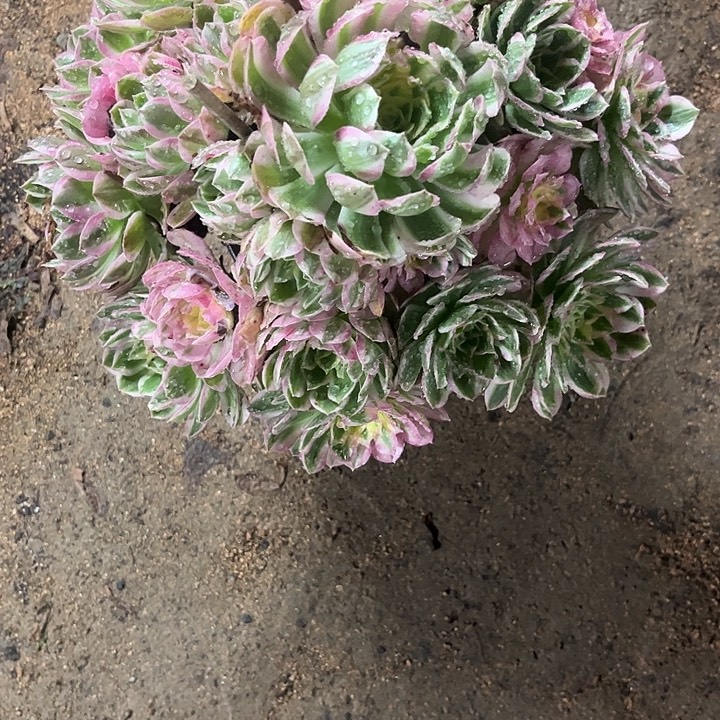 如***袄多肉植物海王锦……