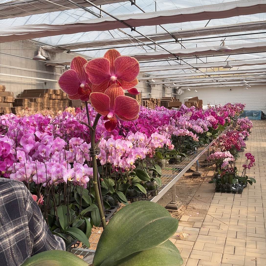 完全开放小吉利1颗，