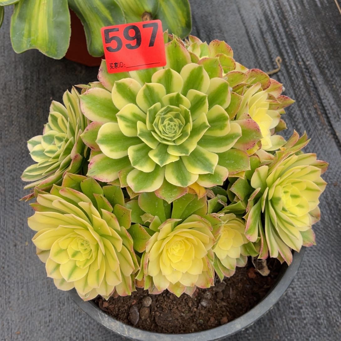 597多肉法师辛妮娅