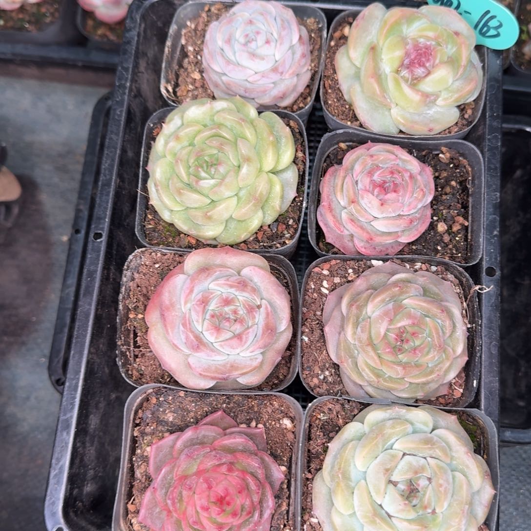 从前慢多肉精选编号0102.163