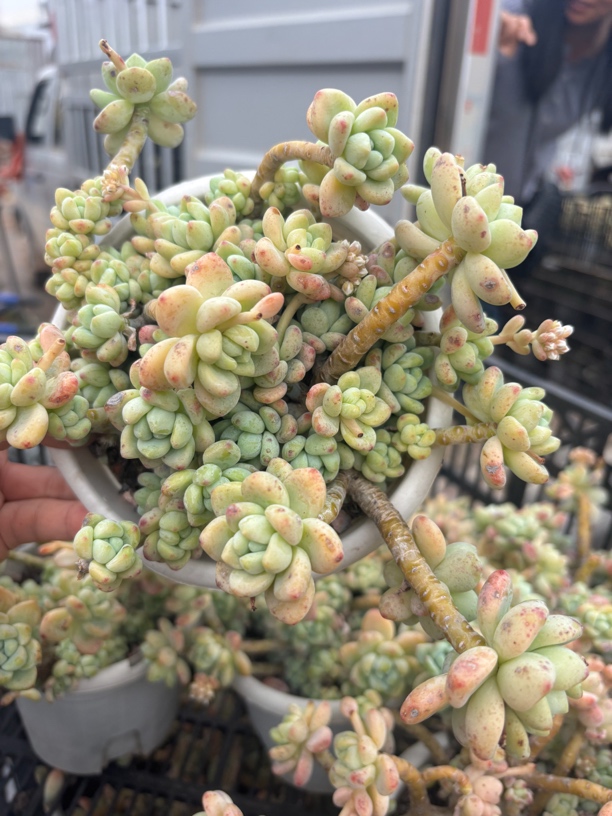 大劳尔 多肉植物新手好养（满9.9包邮）