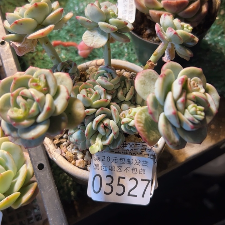 幸运儿的一个小秘密是