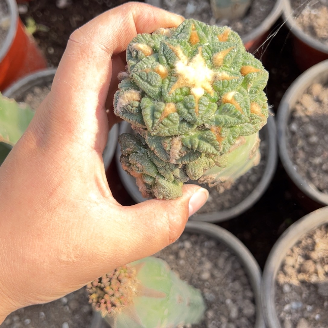 G***X老龟甲牡丹仙人球一个