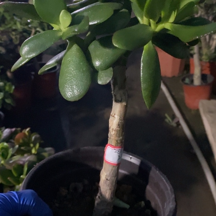 康***娟韩国紫叶一物一拍