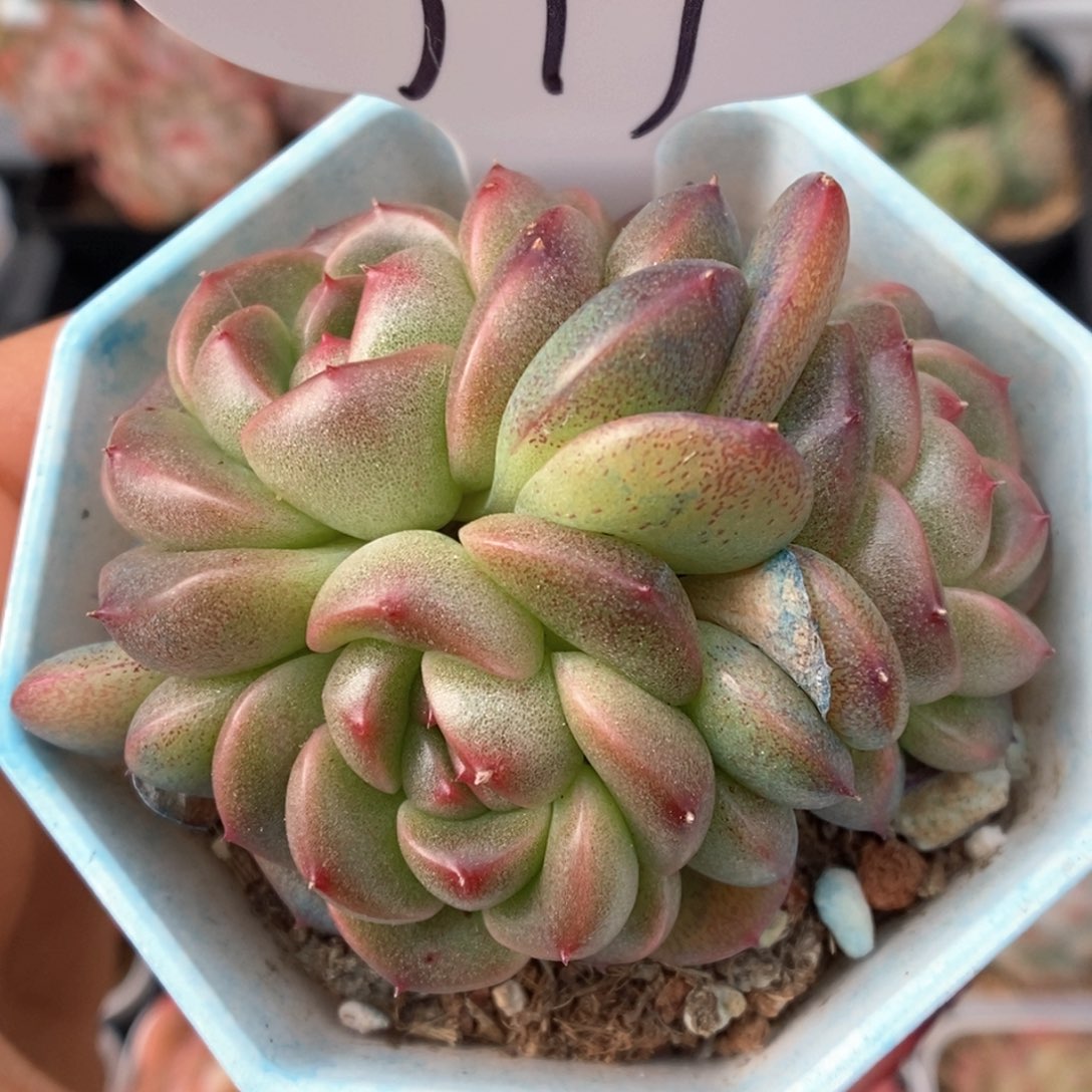 暮云可拍群生979号