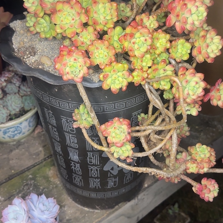 雨***晴多肉植物一物一拍香格里拉330