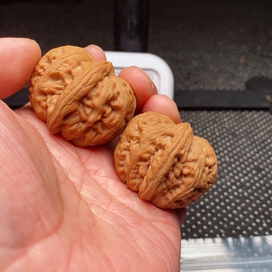 文玩核桃把件密****茫元宝