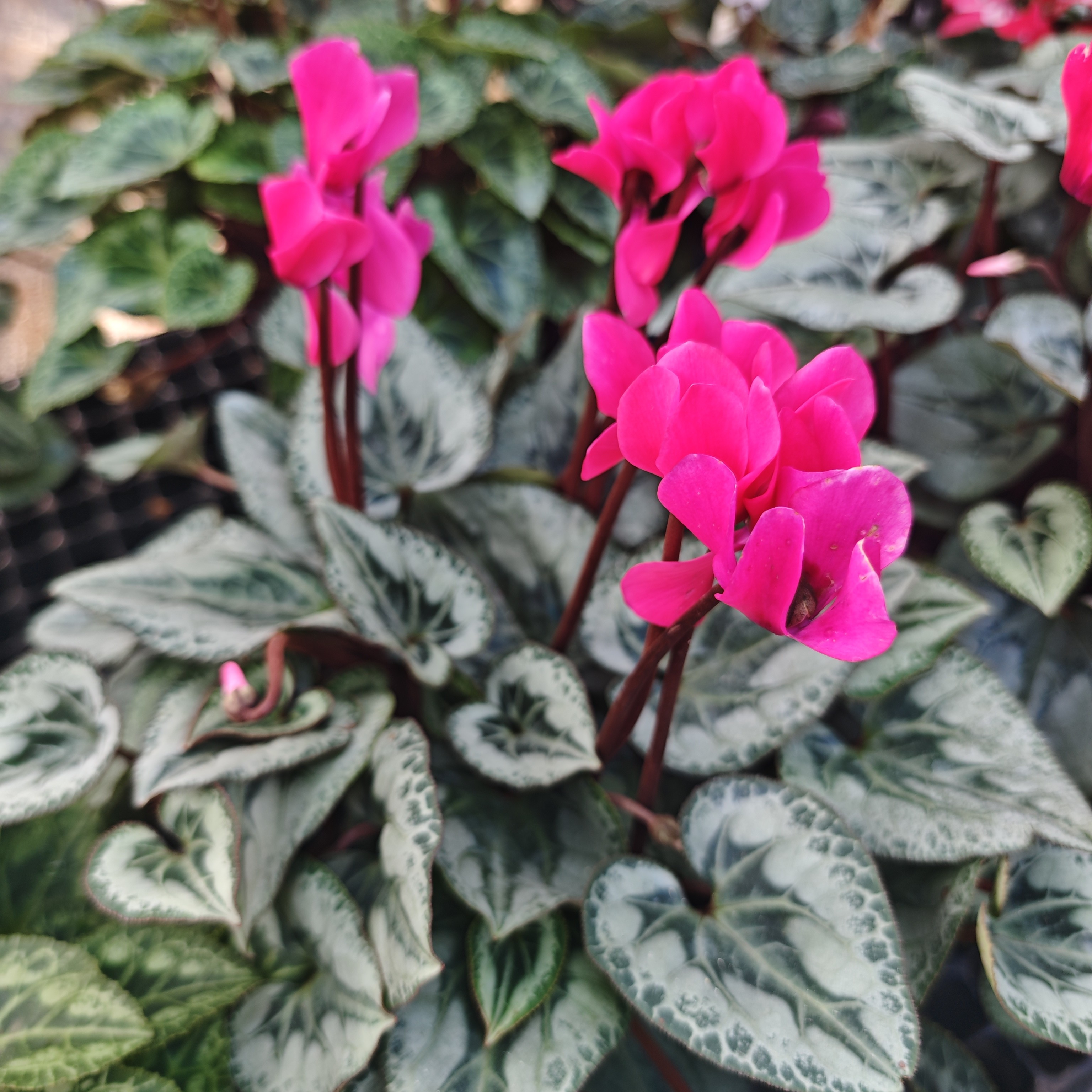 （鱼鳃）品种的仙客来四季开花好养球根植（不换盆）