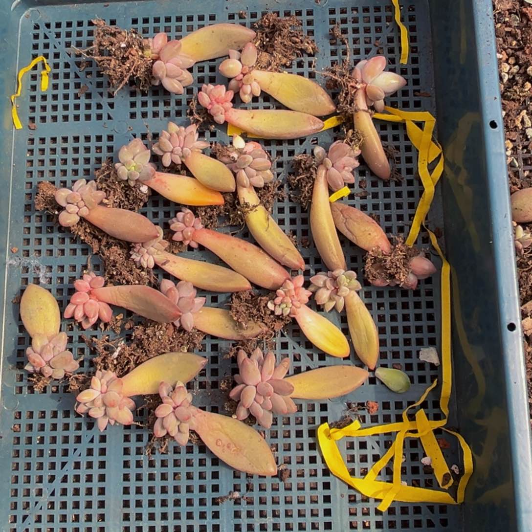 20颗大小不等大小不等