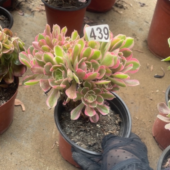 439女神朵朵缀10厘米