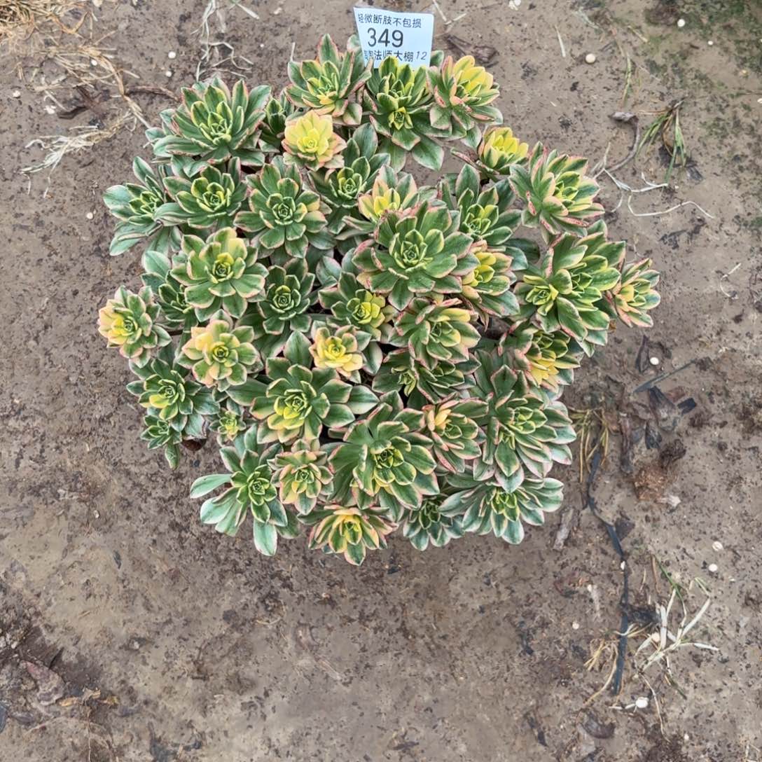 349甜茶多肉植物法师