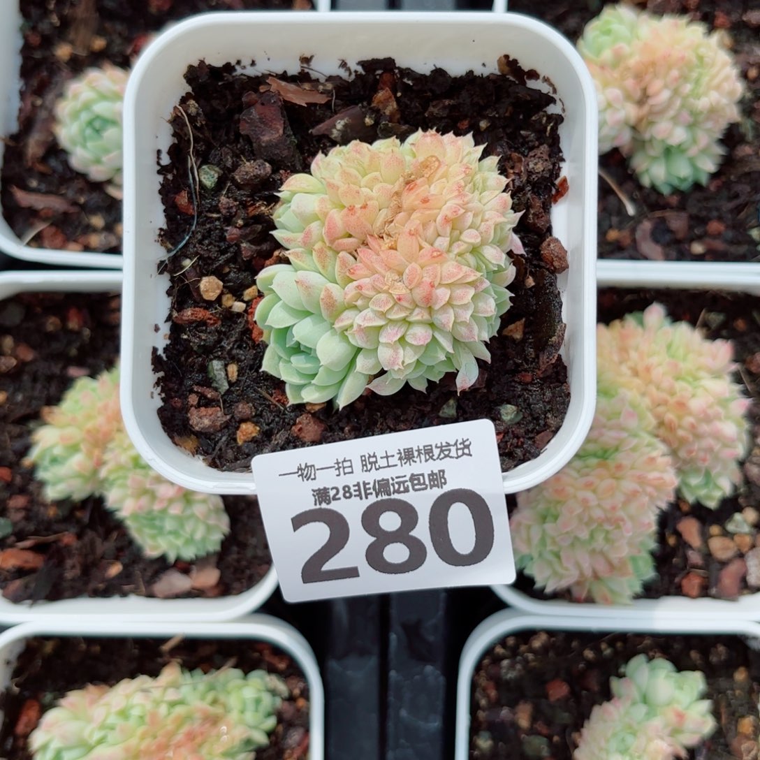 羊脂球缀化多肉多肉多肉多肉