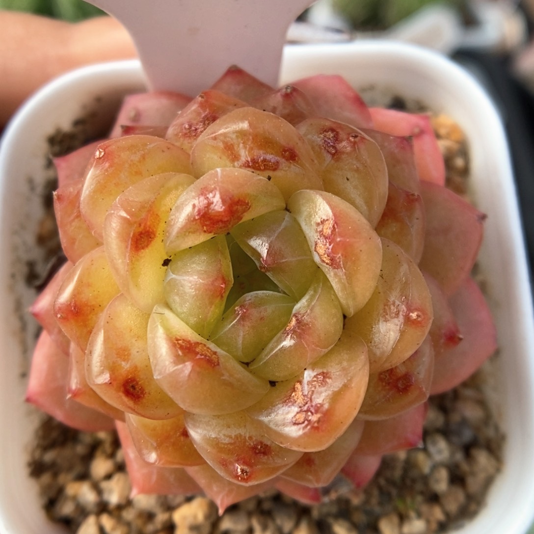 绿晶体珍妮可拍9481号