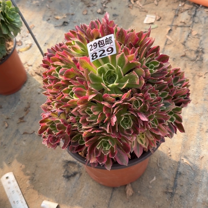 白凤……多肉植物……