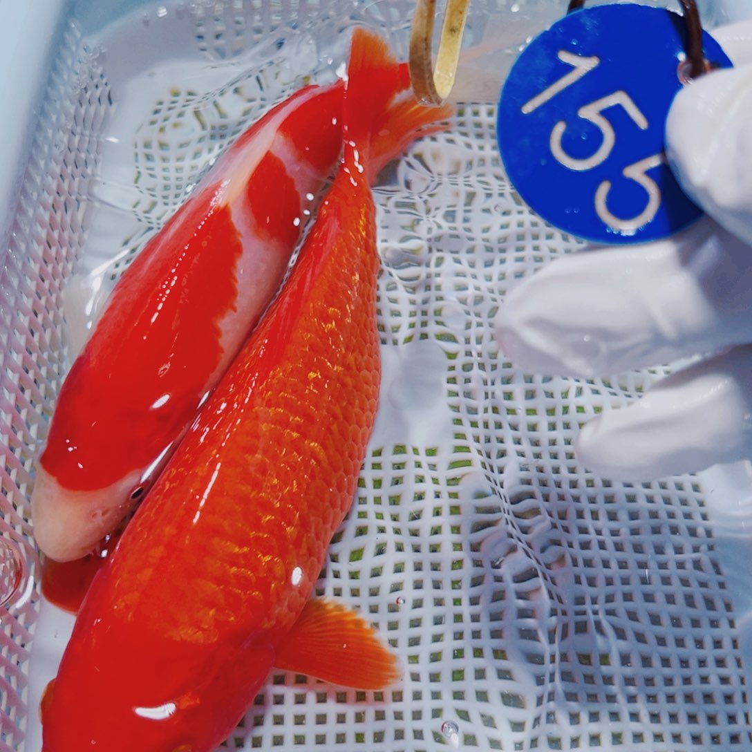 锦鲤155 观赏冷水锦鲤