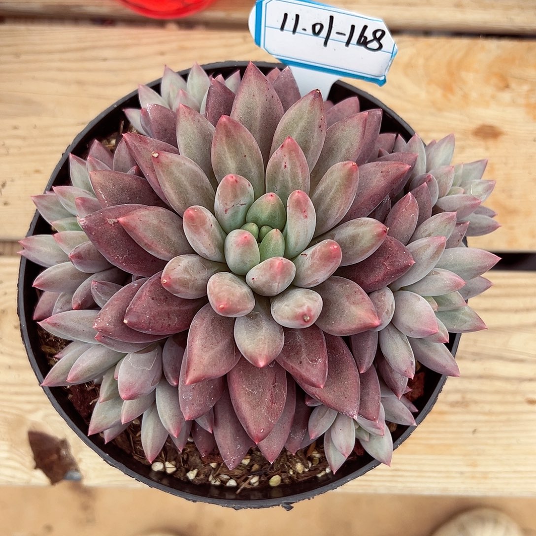 1101-168红蜻蜓群。